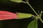 Scarlet calamint